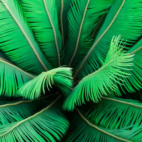 CYCAS